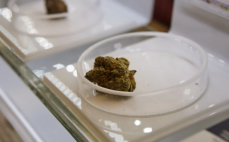 Шишки каннабиса в чашках Петри на стеклянной витрине